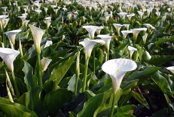 Цветы с характером: секреты выращивания роскошных калл в вашем саду