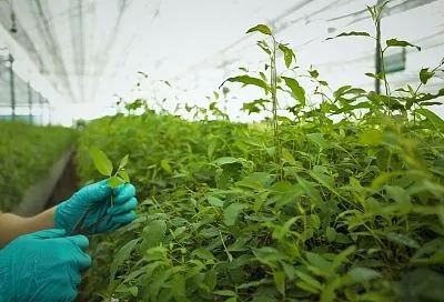 Восстановление почвы в теплице осенью: используем доломитовую муку