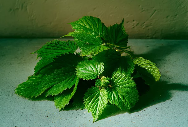 Как правильно ферментировать малиновые листья для ароматного чая