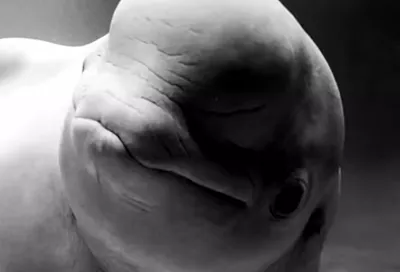 Умерла белуха-долгожитель, которую 10 лет назад перевезли из дельфинария Сочи в океанариум Москвы