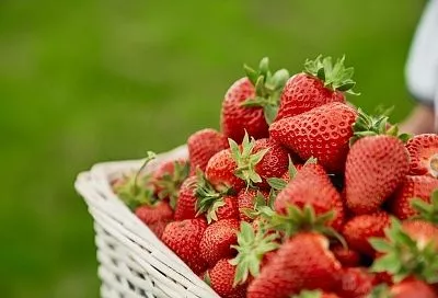 Увеличьте урожай клубники в 2 раза с помощью простой болтушки: лайфхак от Тимирязевской академии