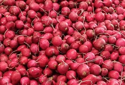 Планируй грядки зимой: мой секрет прост – сначала сажаю редис, а потом на его месте – кабачки