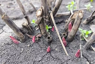 Когда появились розовые пики: что надо дать пионам ранней весной, чтобы потом они пышно цвели