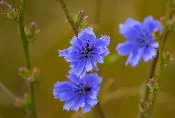 Цикорий зацвёл в июле: когда собирать, сажать и как использовать корень и цветки