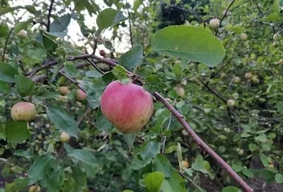 Убираю паршу с яблони и груши в августе: 3 шага, чтобы остановить болезнь до зимы