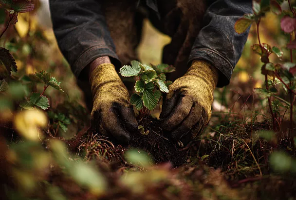 Как сохранить клубнику зимой: совет агронома