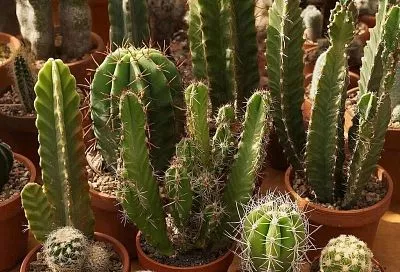 Растения для занятых людей: неприхотливые виды для офиса и квартиры