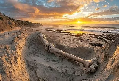 На Кубани найдены останки древнего существа — прообраза легендарного дракона-ольма