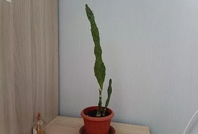 Как мягко «уговорить» кактус не расти в высоту и не уподобляться палке