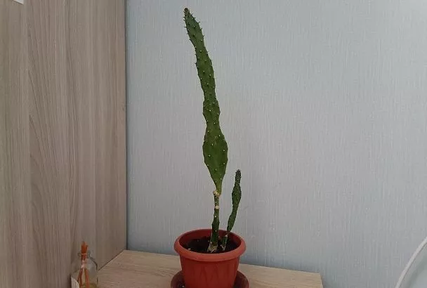 Как мягко «уговорить» кактус не расти в высоту и не уподобляться палке