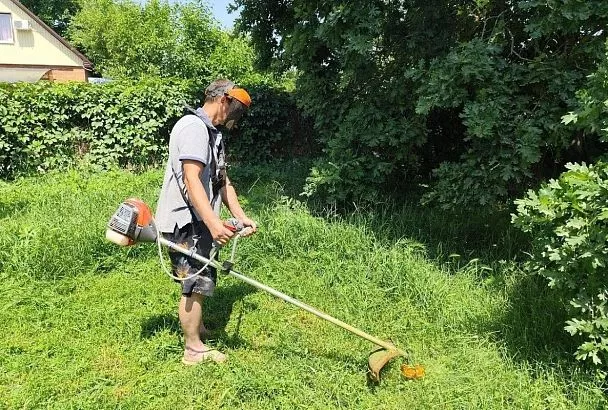 Почти 17 тыс. га амброзии выкосили в Краснодаре