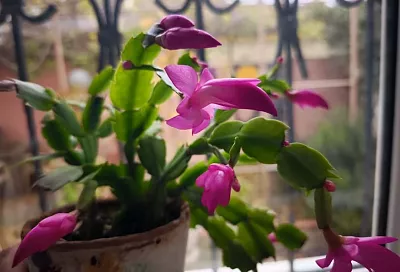 Подкормка комнатных растений в январе: кому, что и когда нужно