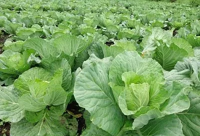 Высеваем капусту на рассаду с 1 апреля: два метода с замачиванием и золой – урожай сразу добротный