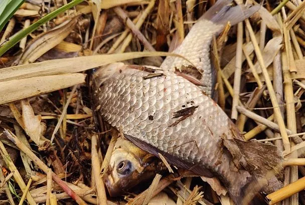 На рыбалке делаю такую протяжку — и рыба клюет даже в «мертвый» сезон