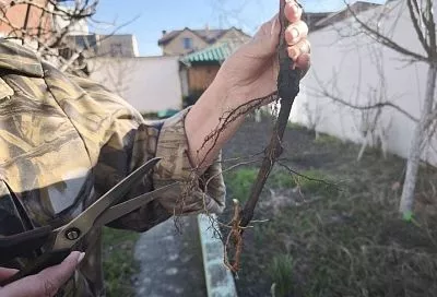 Шею не прячь: не закапывайте саженец глубже, чем так, а то погибнет