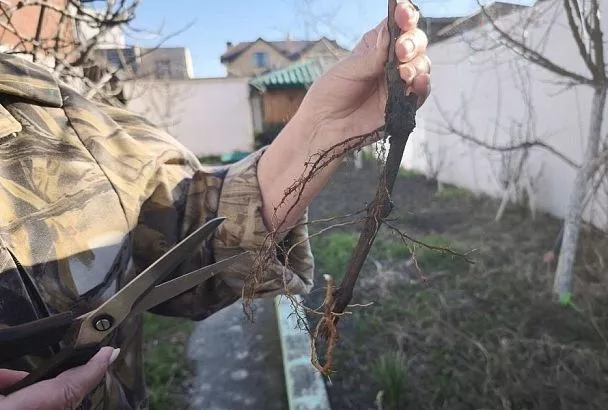 Шею не прячь: не закапывайте саженец глубже, чем так, а то погибнет