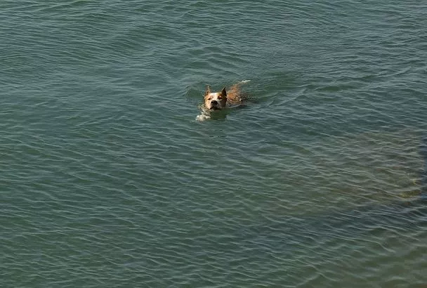 Курорты Краснодарского края вошли в топ-10 популярных направлений для отдыха с питомцами в августе