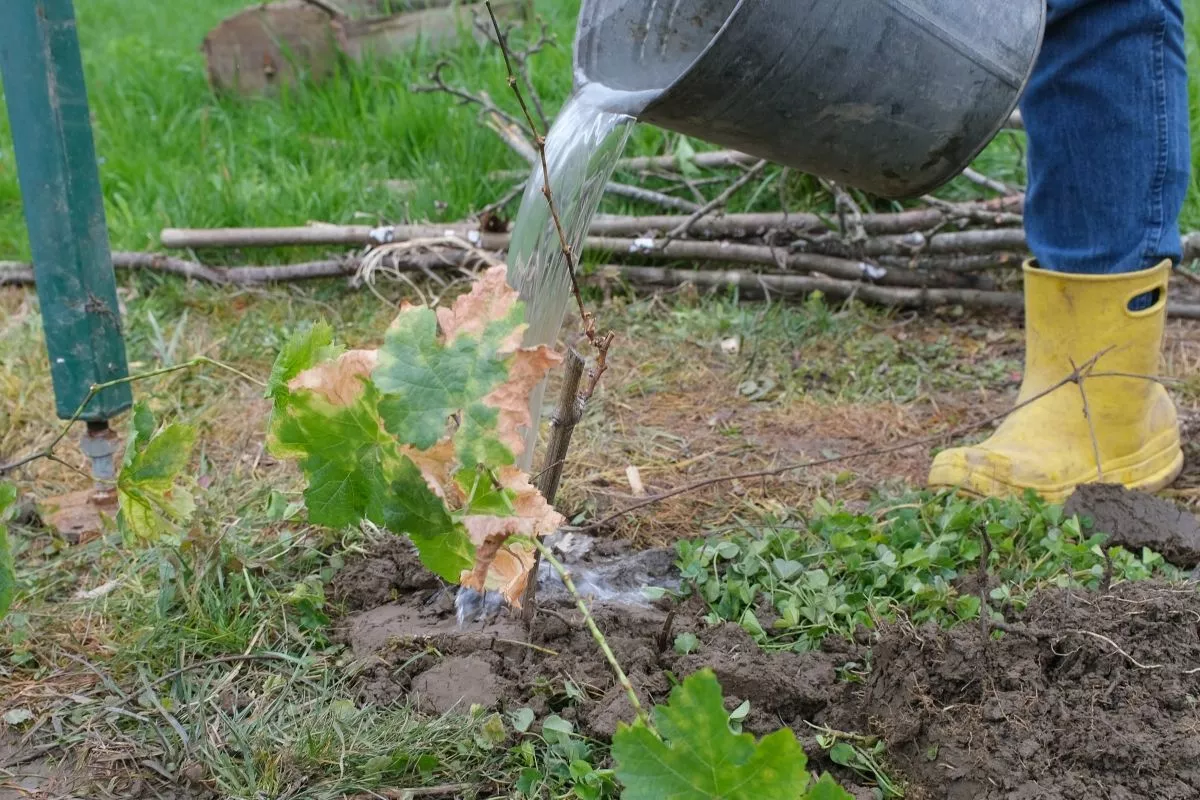 Краснодарцы готовятся к дачному сезону: продажи садовой техники выросли на 18% за год