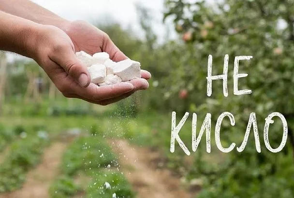 Выравниваем рН: самые проверенные способы снизить кислотность почвы