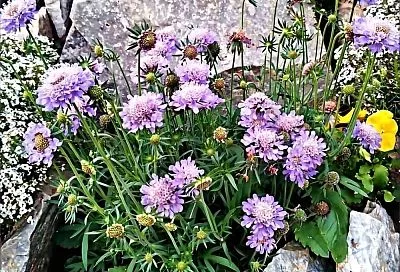 Неприхотливая красавица скабиоза: посеял в мае, любуешься все лето