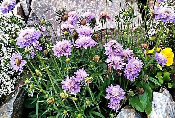 Неприхотливая красавица скабиоза: посеял в мае, любуешься все лето