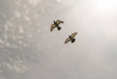 Проведено вскрытие: известна причина массовой гибели диких голубей в лесу под Туапсе 