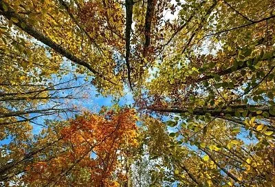 Шестилетняя программа по защите и приумножению лесных богатств стартовала на Кубани по нацпроекту «Экологическое благополучие»