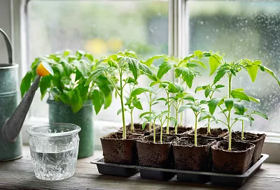 Как сделать рассаду крепкой, коренастой и здоровой: лучшие подкормки