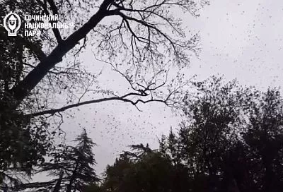 «Миллион маленьких птичек». Ученые объяснили появление огромных стай вьюрков в Сочи