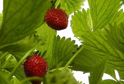 Большой урожай клубники формируется осенью: что надо сделать с кустиками, чтобы через год собрать «море» ягоды 