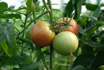 Озимые помидоры: как и зачем это делать?