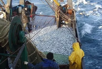 Росрыболовство: промысел в Азовском и Черном морях идет с опережением прошлогодних показателей 