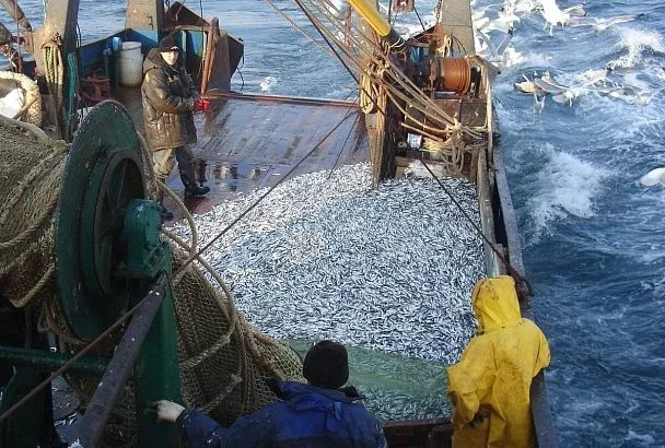 Росрыболовство: промысел в Азовском и Черном морях идет с опережением прошлогодних показателей 