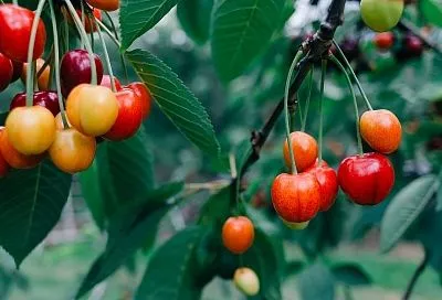 Забудьте о монилиозе и коккомикозе: спасаем вишню и черешню в сентябре