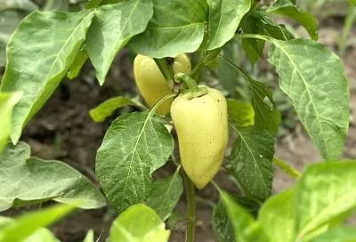 Крутит или сворачивает: определяем проблему томатов и перцев по форме листьев