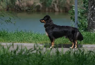Российские ученые решили доверить воспитание собак искусственному интеллекту 