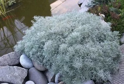 Его запах вскружит голову: этот неприхотливый многолетник покорит вас своим ароматом — даже зимой