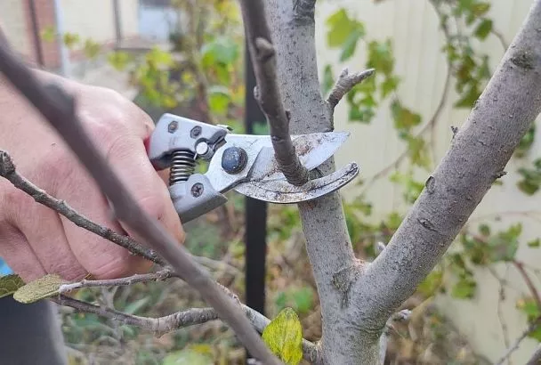 Не успел – подожди: чем опасна слишком поздняя обрезка