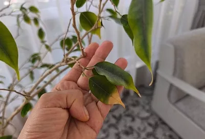 Сохнут кончики у фикуса: как быстро определить причину и спасти растение 