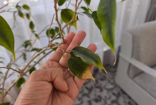 Сохнут кончики у фикуса: как быстро определить причину и спасти растение 