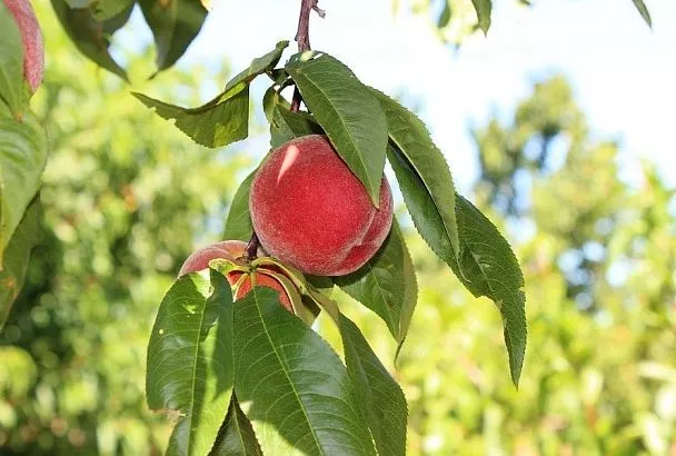 Холода – не беда: какой персик посадить, чтобы он точно не вымерз