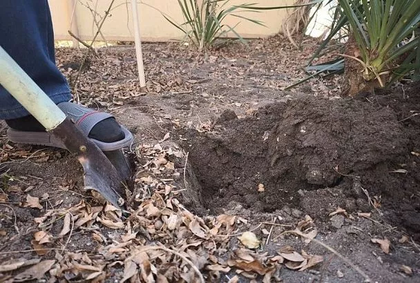 Берись за лопату: почему для улучшения почвы предпочтительнее осенняя перекопка огорода