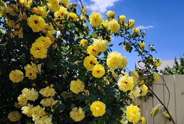 10–15 литров в неделю: как и сколько поливать розы в летнюю жару