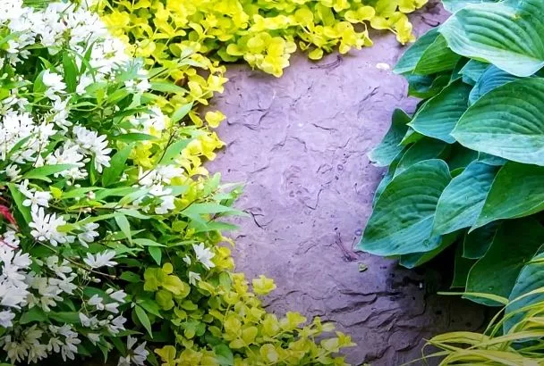 7 Самых Неприхотливых Многолетников для Клумбы: Пошаговый Гайд с Правилами Ухода