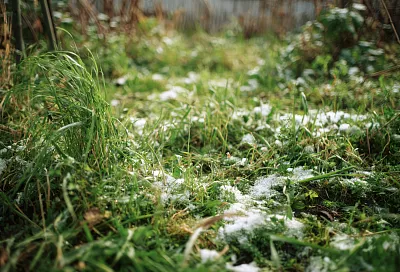 Сидераты без перекопки: как горчица, вика и овёс спасают тяжёлые суглинки