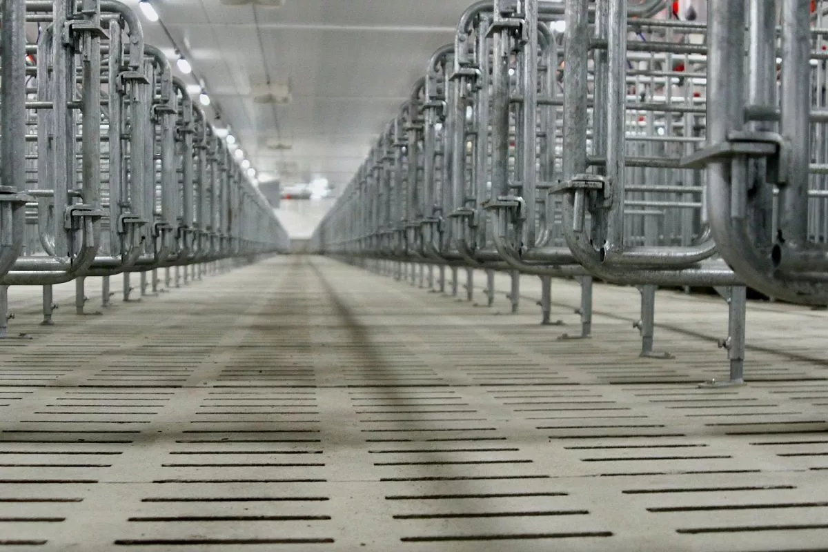 В строительство свиноводческого селекционно-генетического центра мощностью до 40 тыс. голов инвестор планирует вложить почти 1,5 млрд. рублей. В строительство свиноводческого селекционно-генетического центра мощностью до 40 тыс. голов инвестор планирует вложить почти 1,5 млрд. рублей.