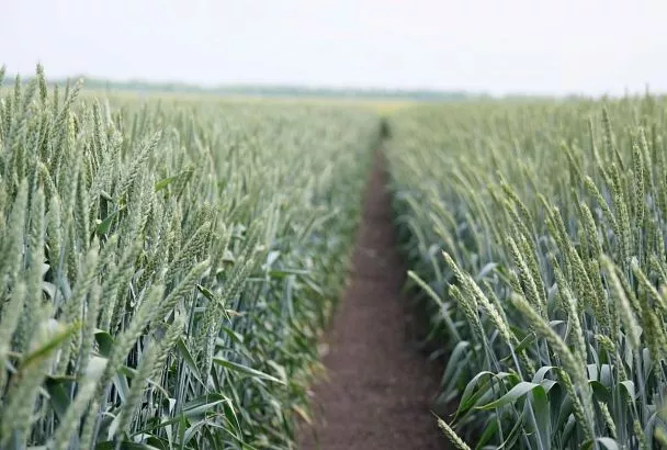 Семена возможностей: кубанский агросектор растет по науке