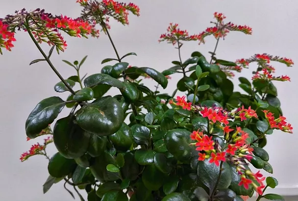 Лечебное каланхоэ – самое популярное «советское» растение, которые вырастит даже новичок