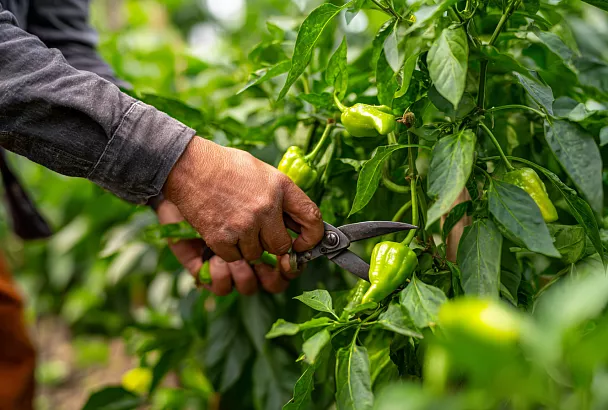 Четыре ошибки, которые губят ваши перцы