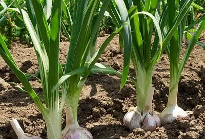 Хотите вырастить чеснок величиной с кулак? Запоминайте эти простые правила